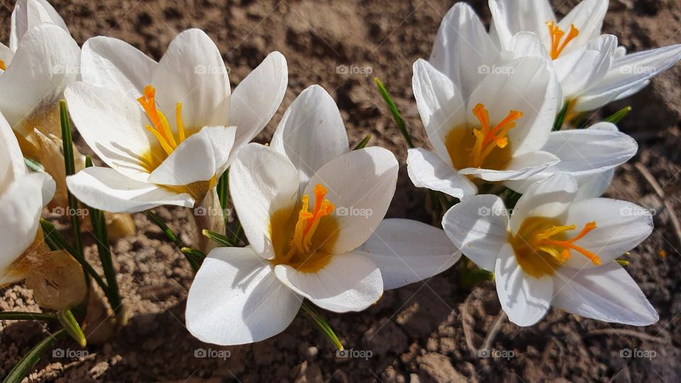 White spring flowers