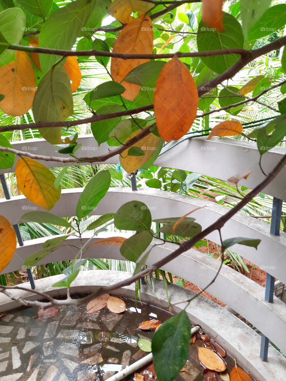 Color change of leaves during autumn season