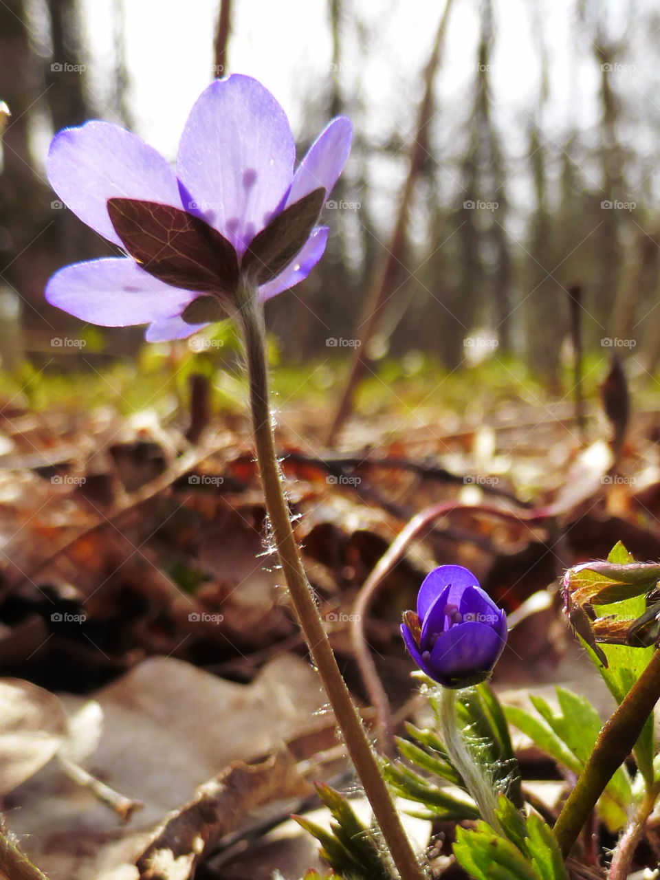 Hepatica