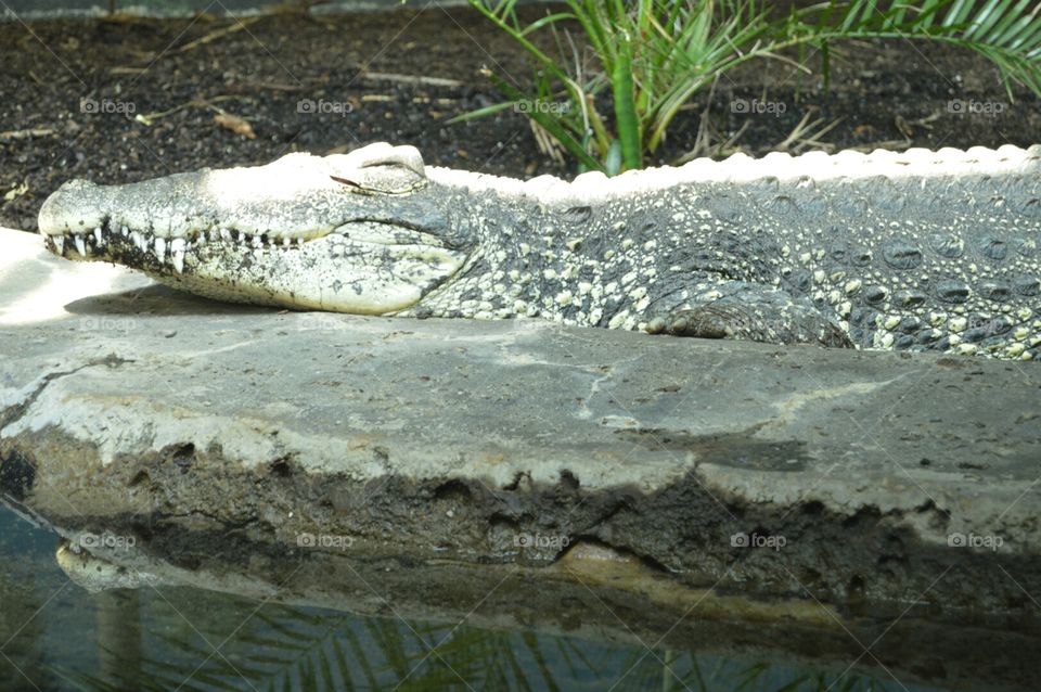 alligator