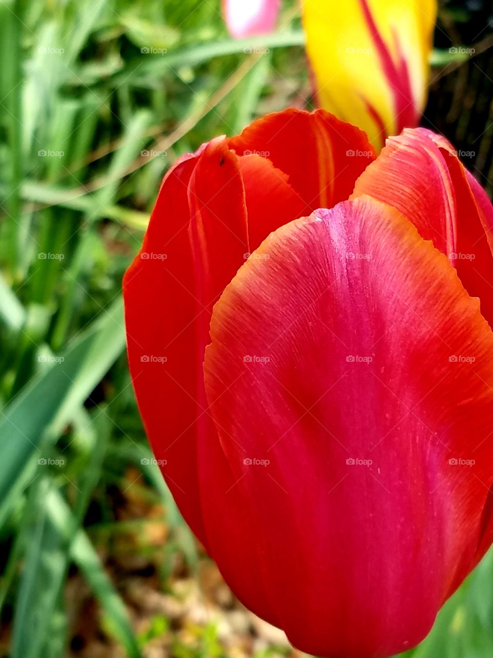 tulip