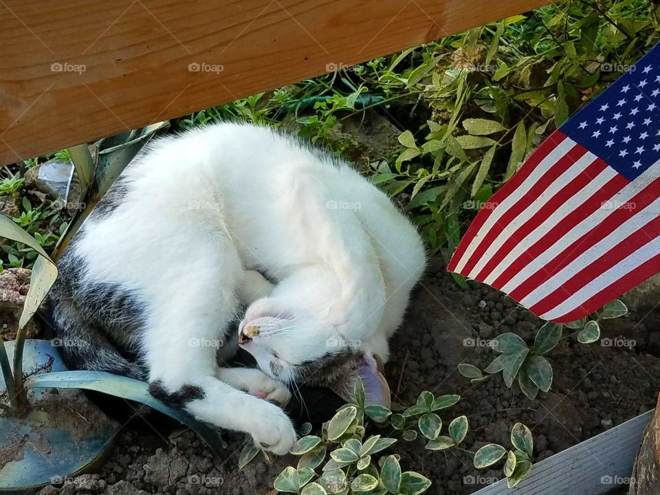 Nap time in my flowers.