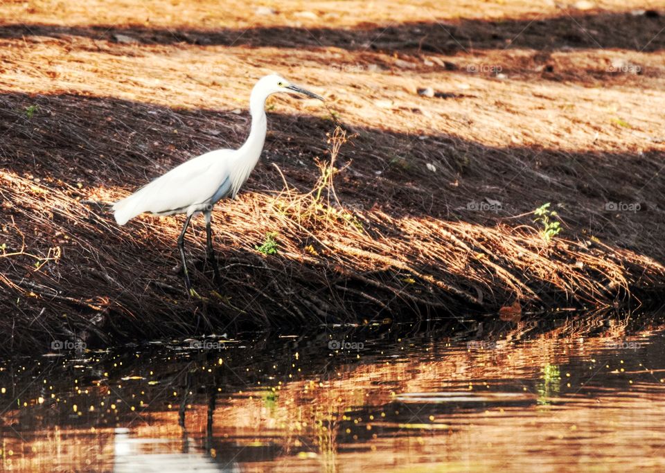 Egret