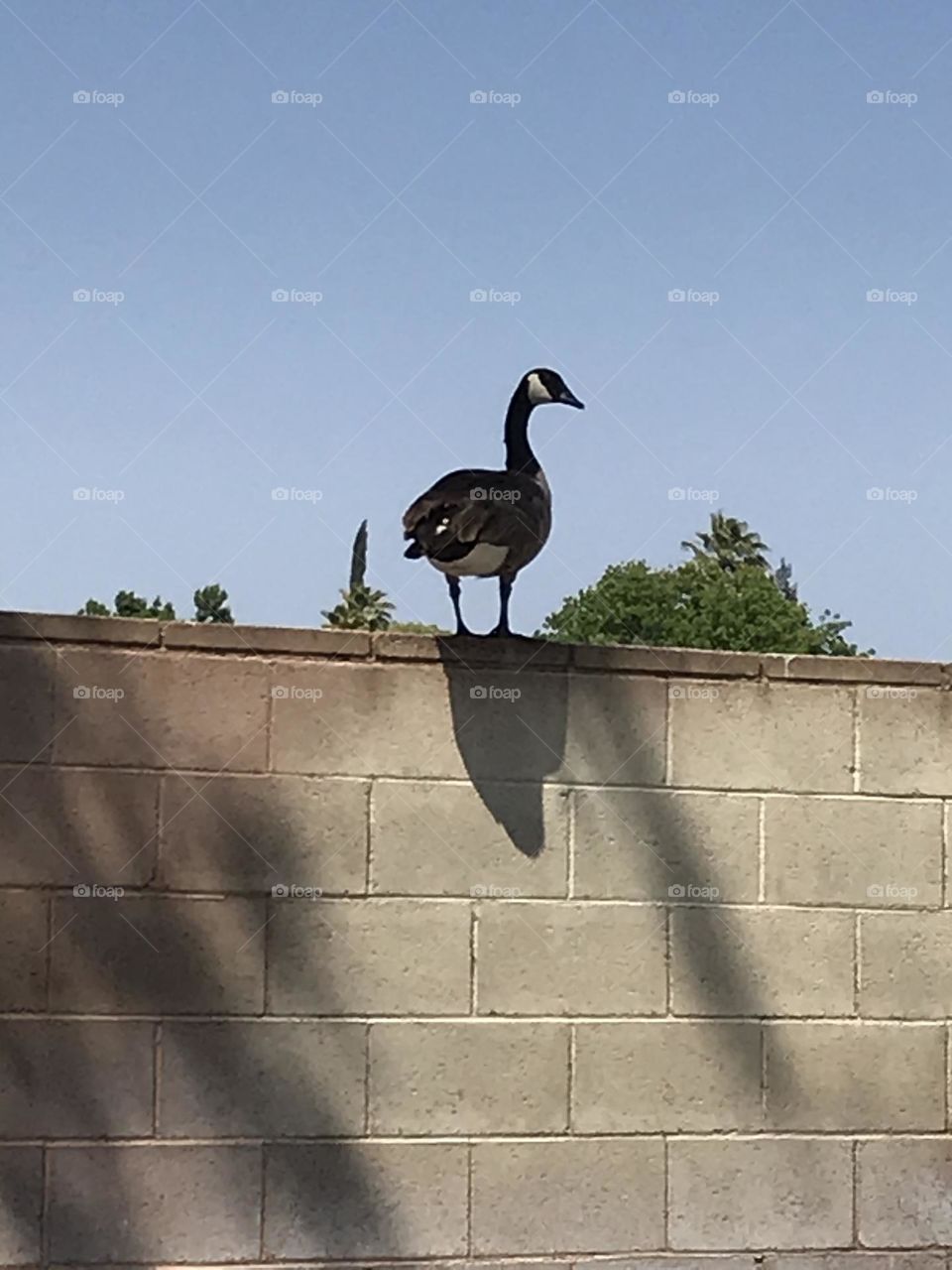 A goose standing atop the wall in the afternoon.