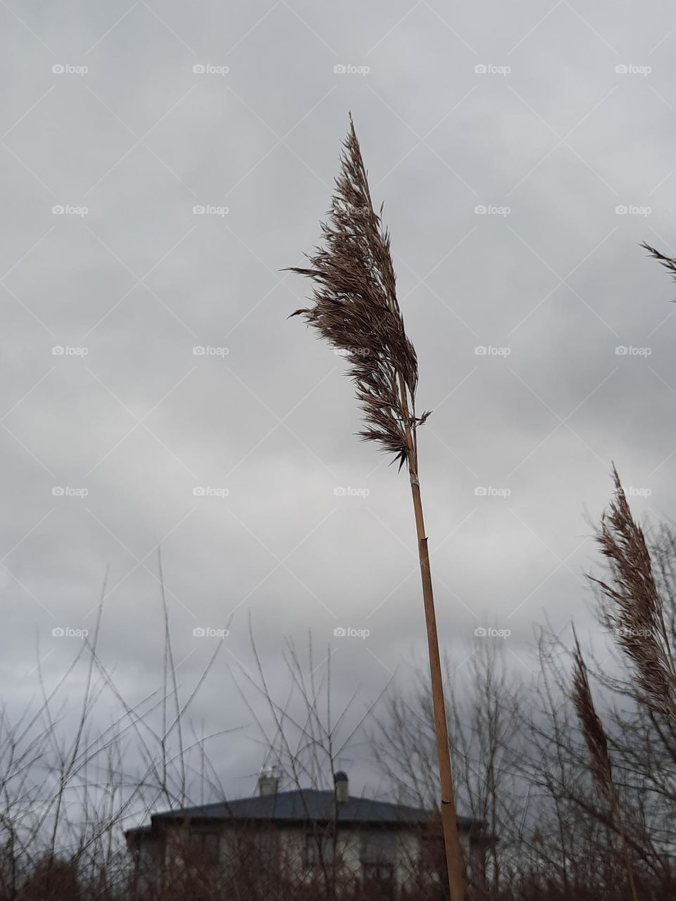 reeds against gray sky