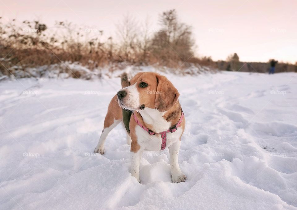 Beagle winter