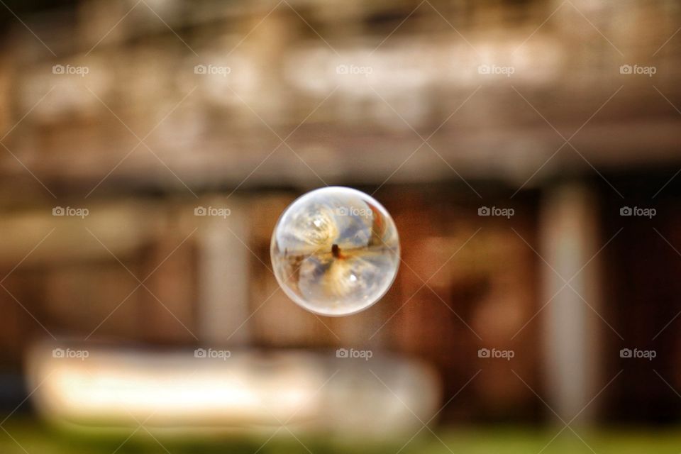 Close-up of Bubble