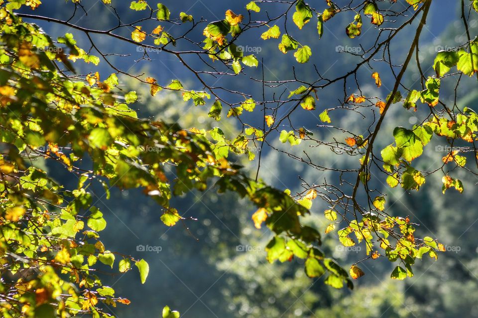 View of autumn leaves