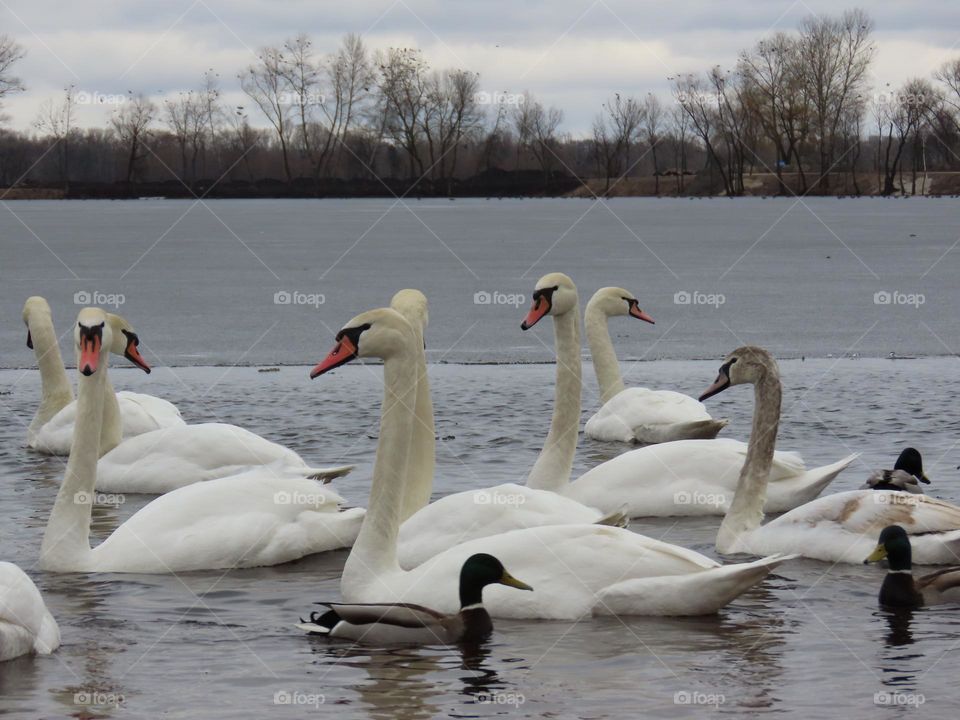 Swans on the river