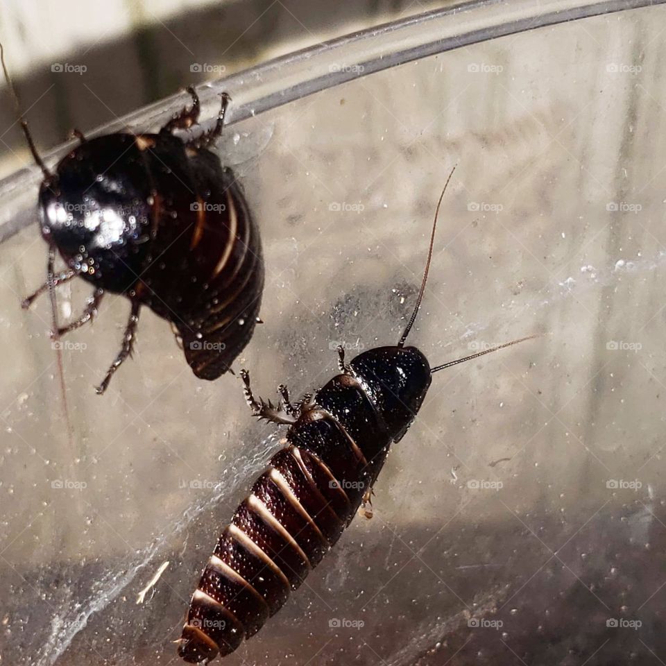 two Madagascar hissing cockroaches