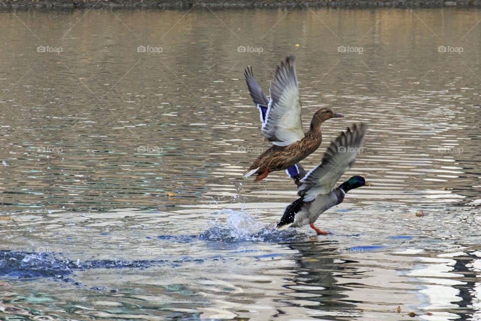 Mallard ducks taking off - flying  - ankor gräsänder 