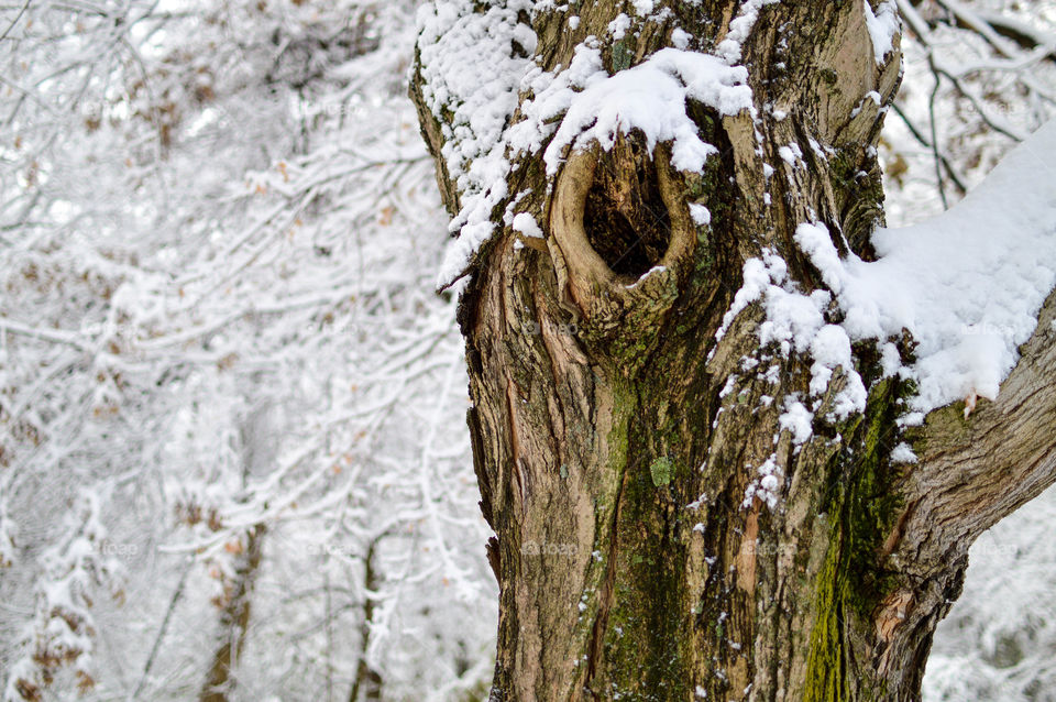Tree trunk covered in snow outdoors with a snow white background