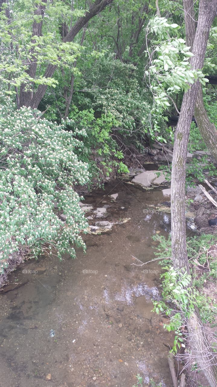ļittle creek. was on nature walk