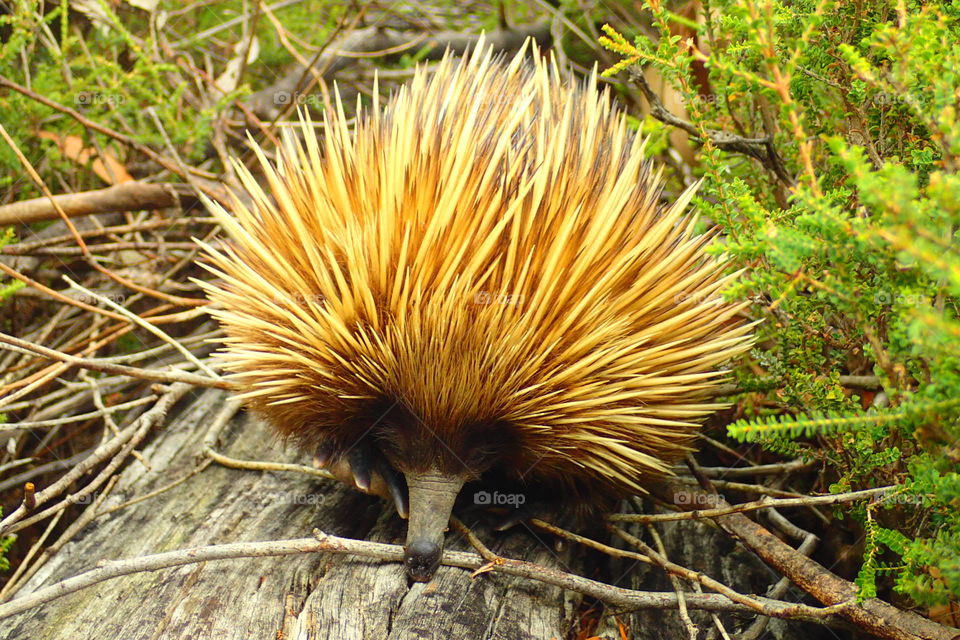 echidna