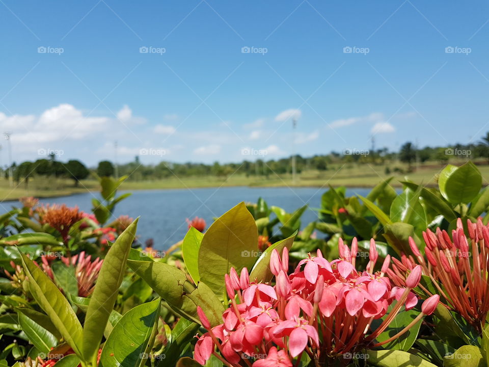 Flowers near lake