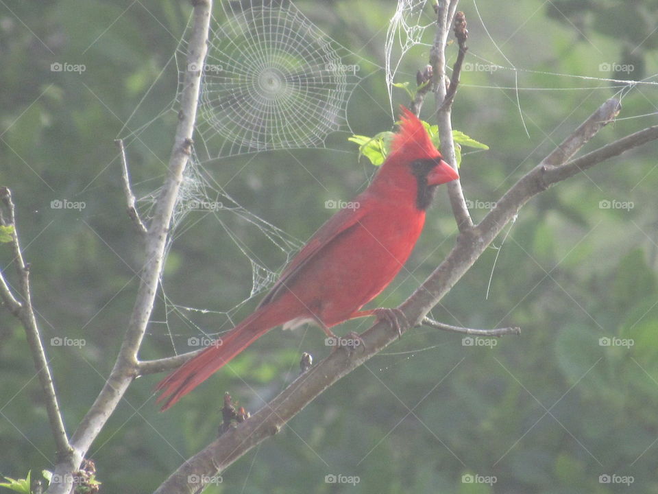Cardinal and a cob web