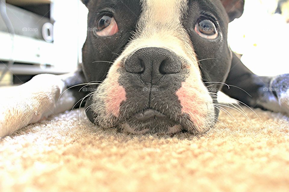 Boston Terrier up close relaxing
