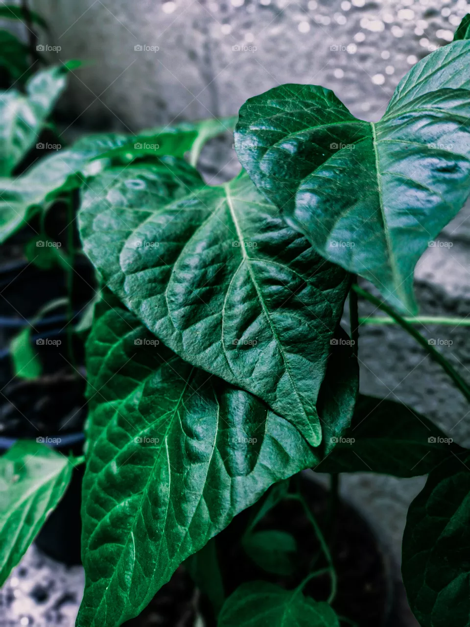 Green leaves