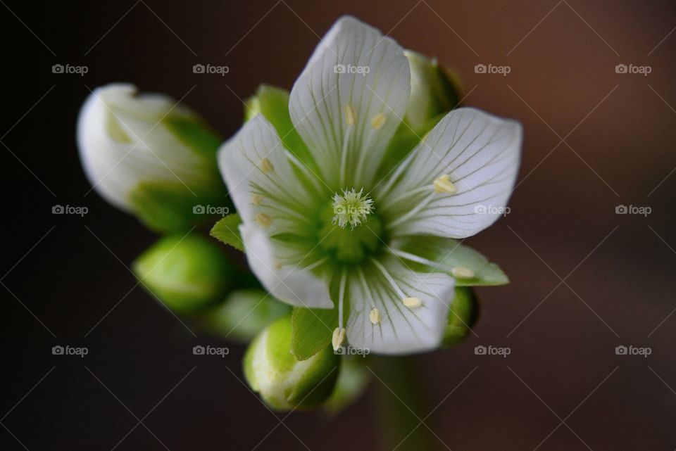 Venus flytrap flower