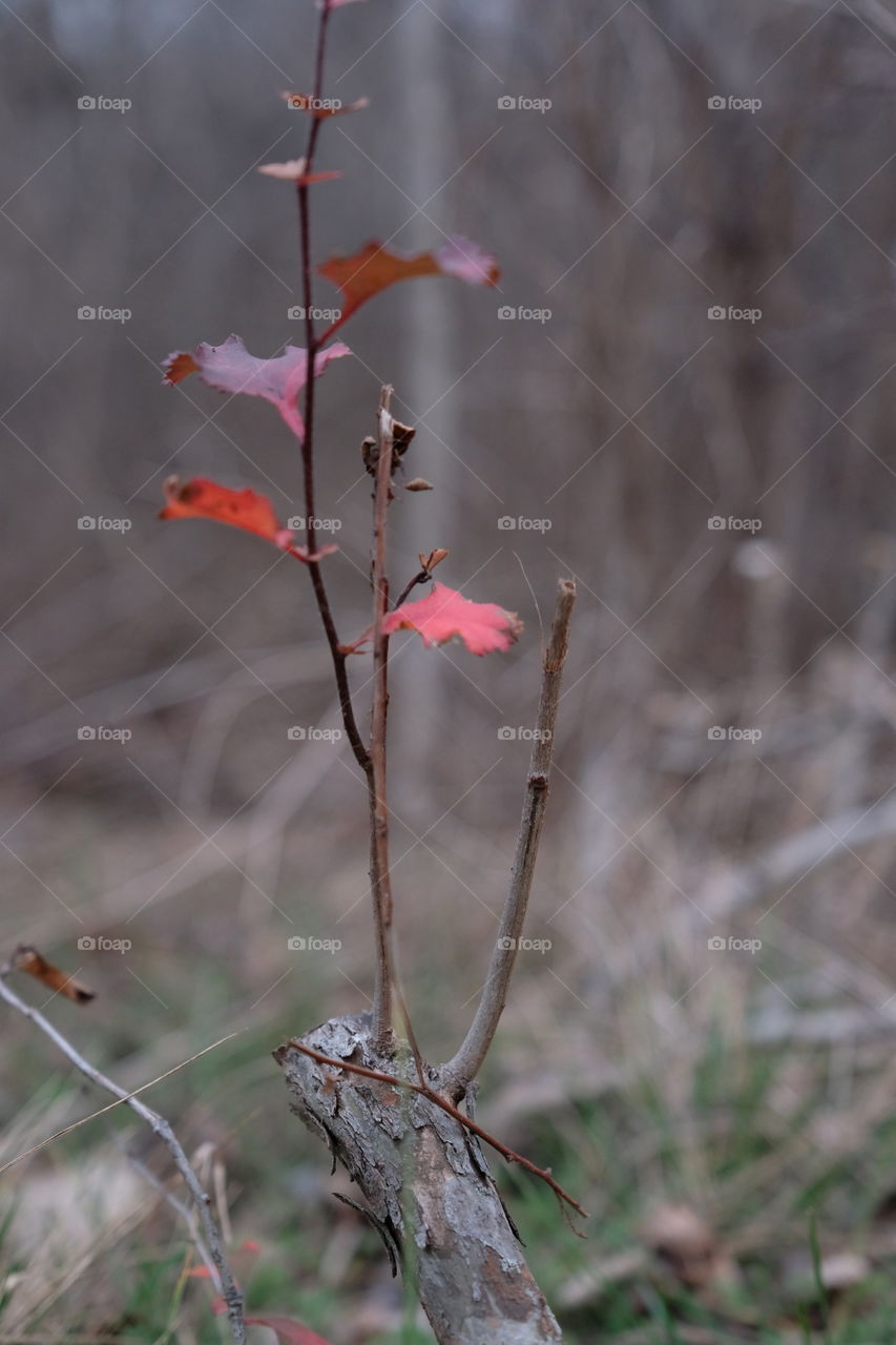 Red of winter 