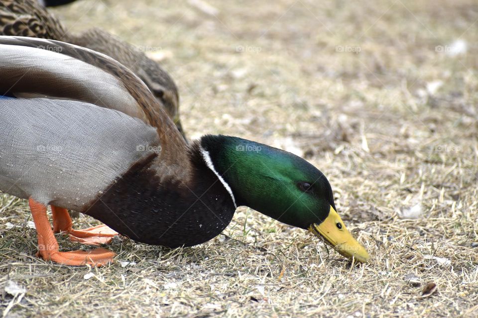 A duck searches for food