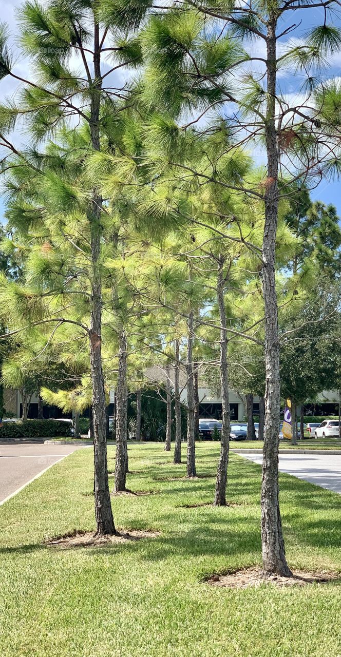 Looking between the trees is a great escape in a parking lot in Florida 