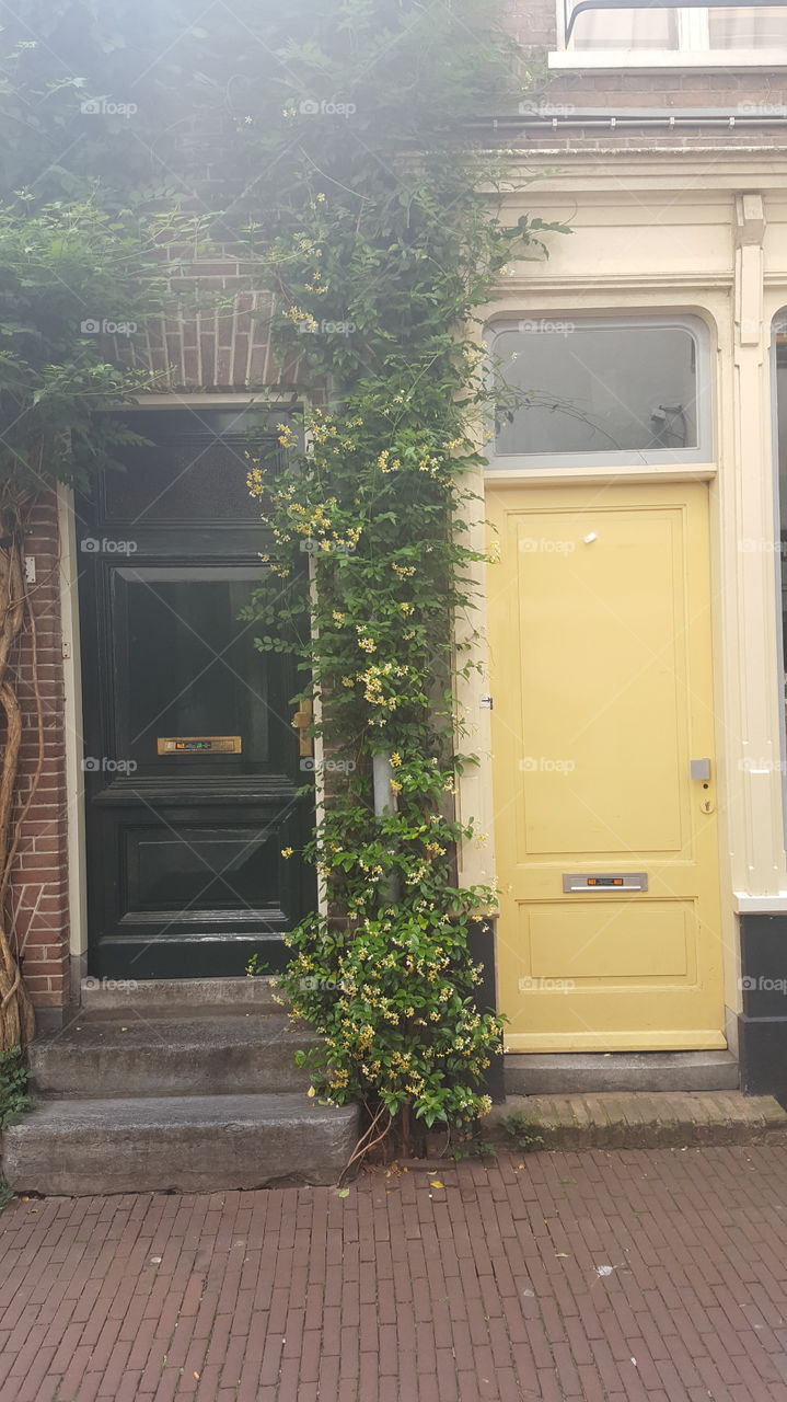 Windows doors plants flowers yellow gray
