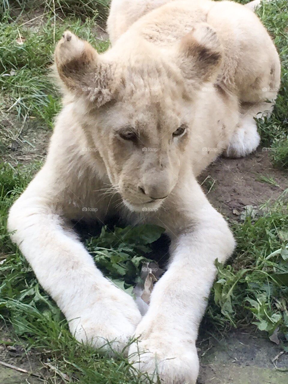 Lion at the zoo.