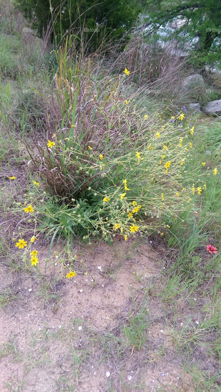 Flower, Nature, Landscape, Grass, Flora