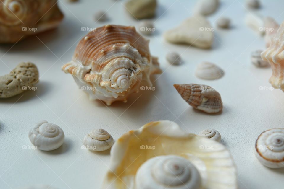 Collection of seashells