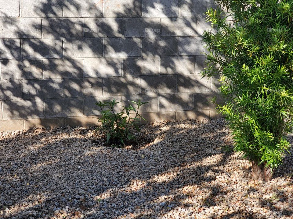 fun shot of a butterfly bush with natural shadow wffects