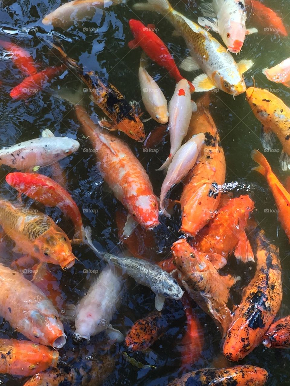 Koi carps swimming in water