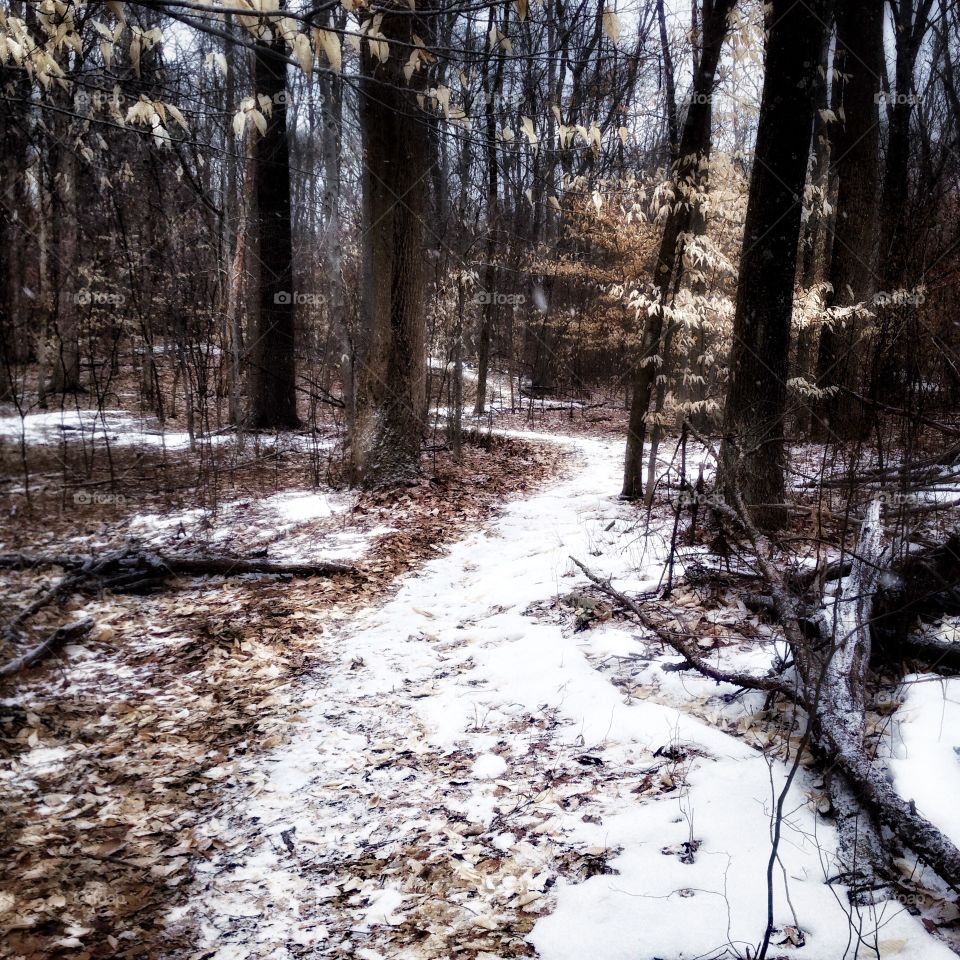 Winding Winter Trail