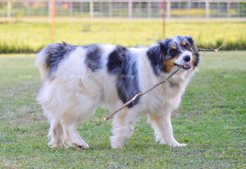 Miniature Australian Shepherd. 