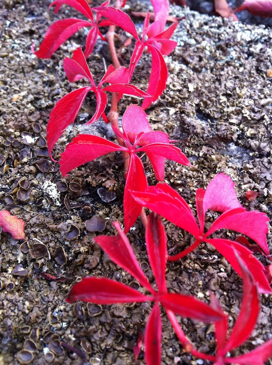 red plant natur nice by mathilde