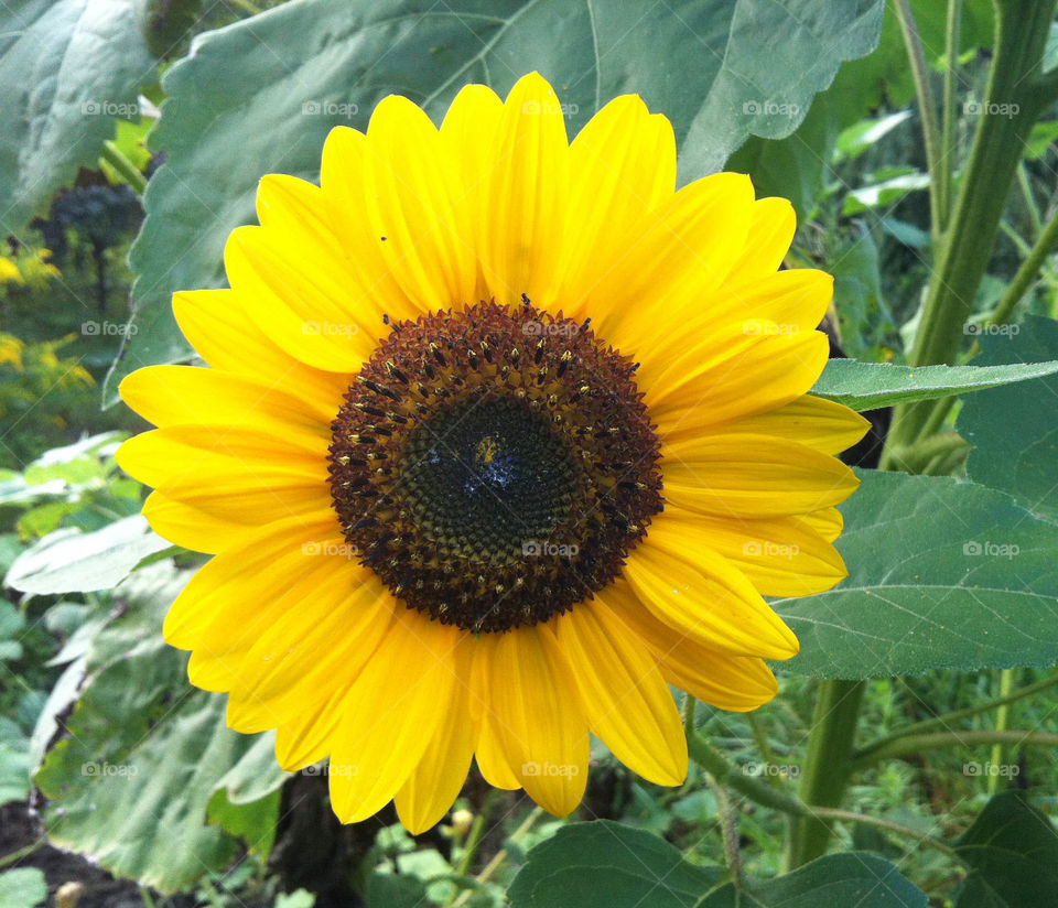 Nature, Summer, Flora, Pollen, Sunflower