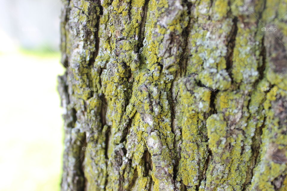 Tree Bark. Tree Bark Upclose