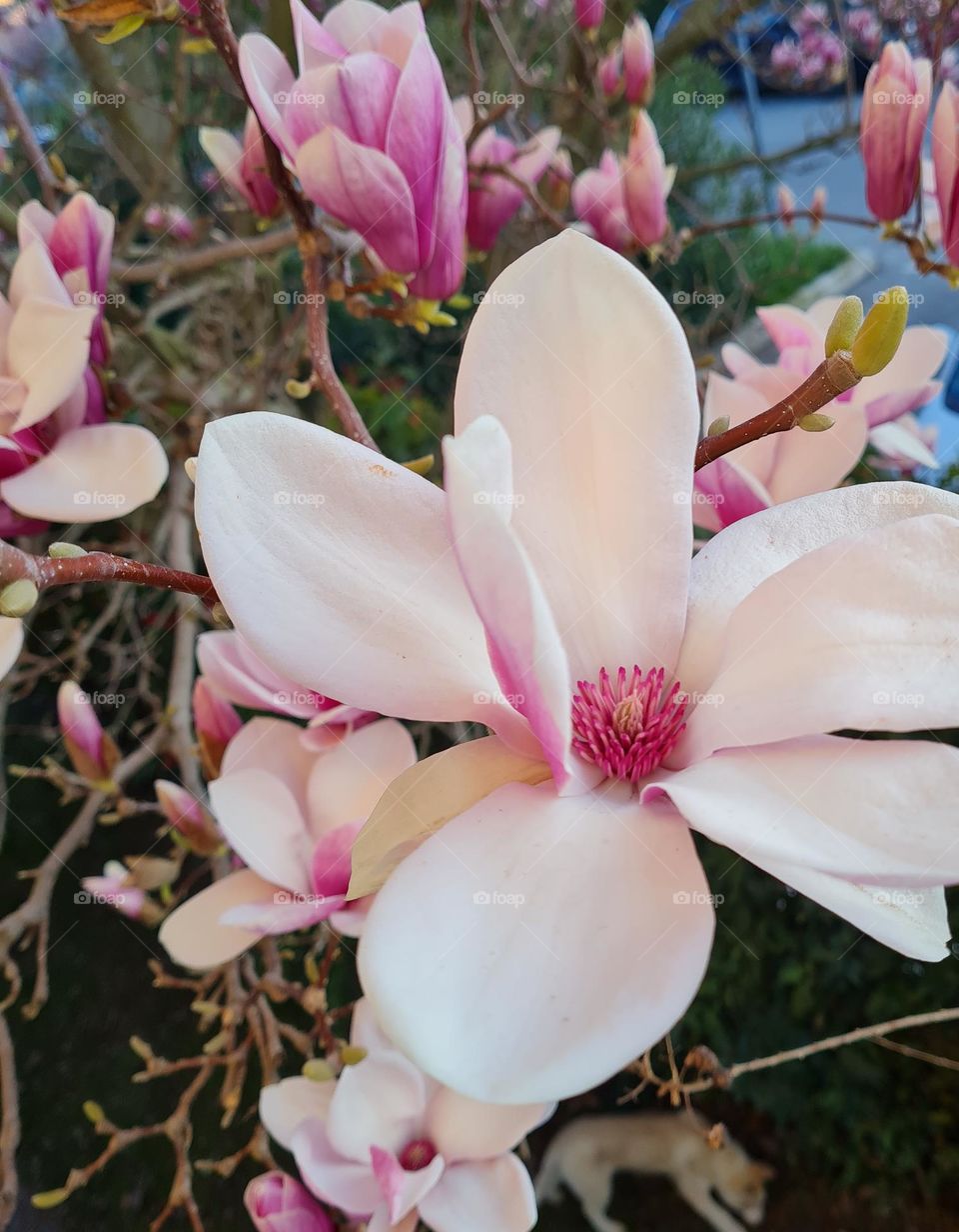 magnolia