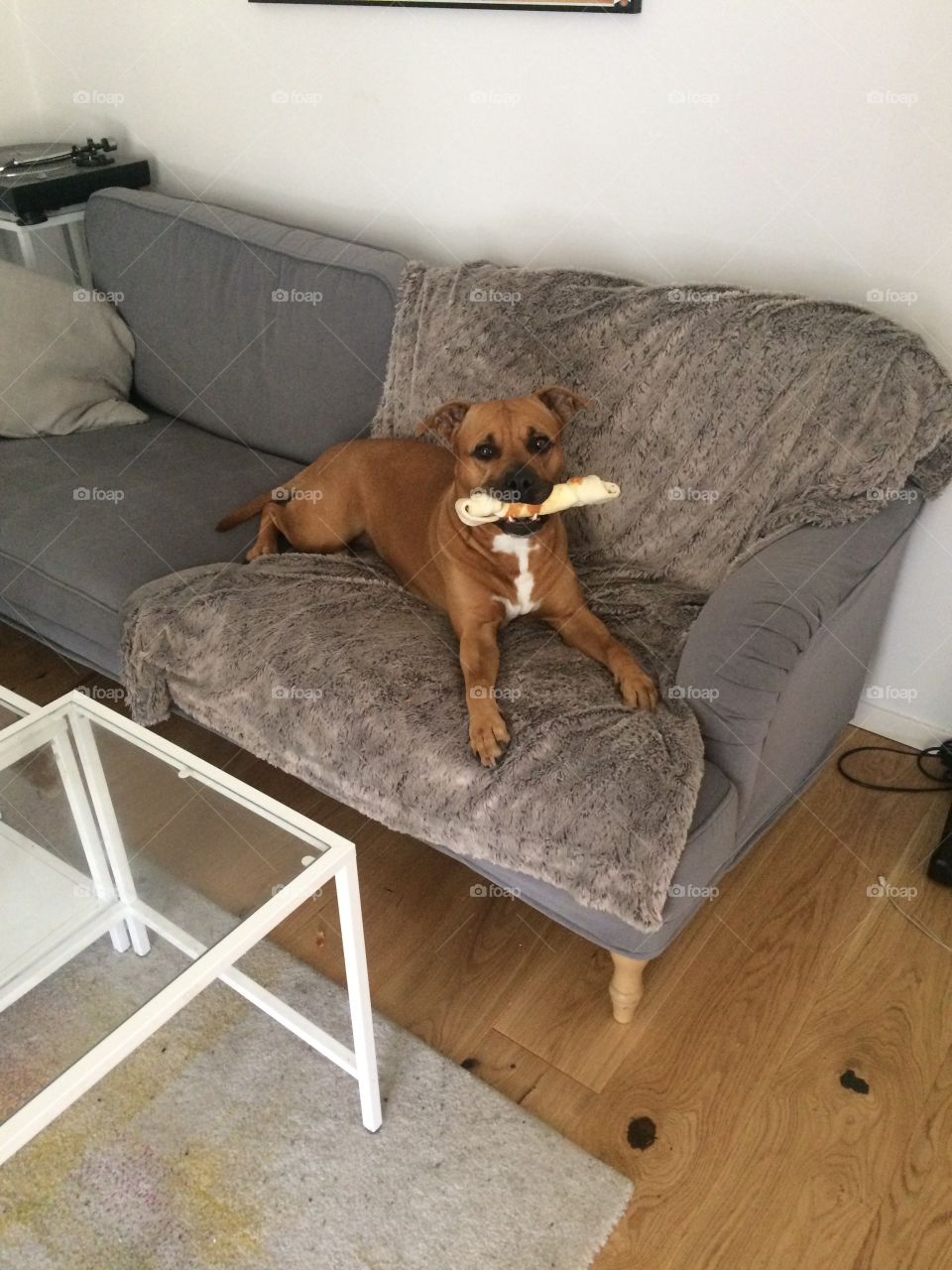 Dog with bone
