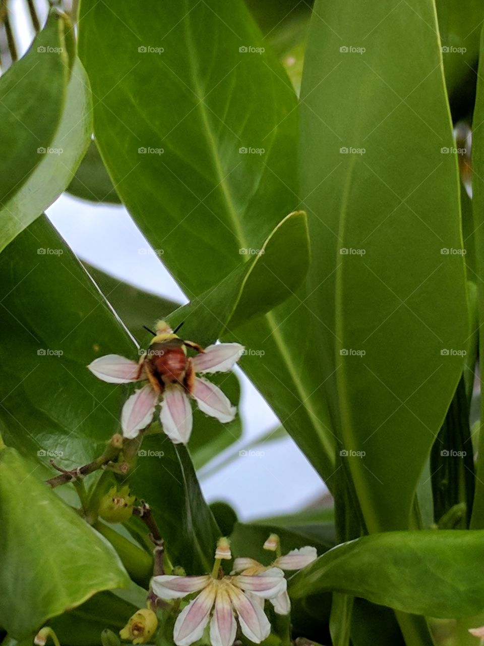 tropical bee & flower