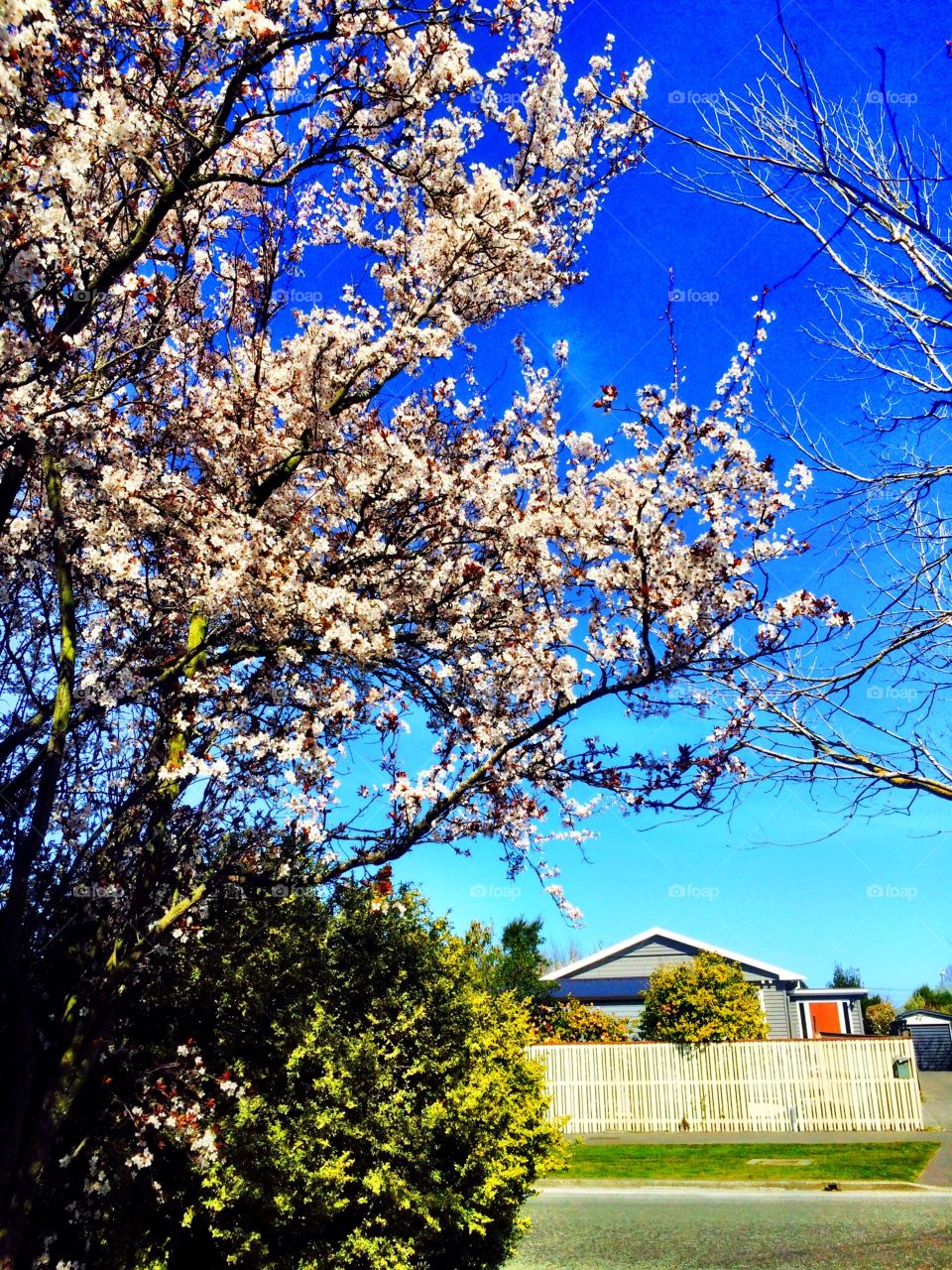 Spring time in New Zealand 