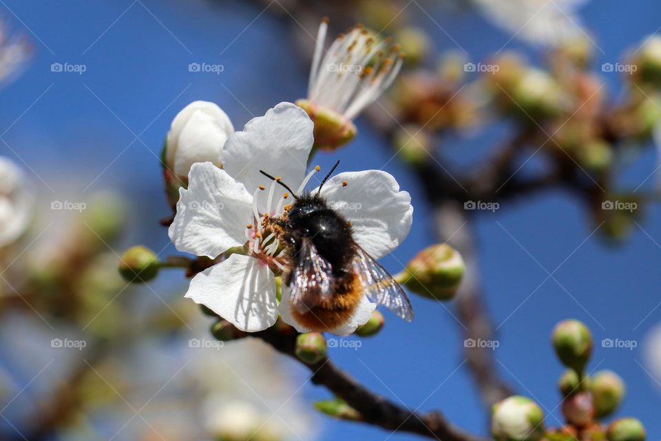A bee at the spring flower