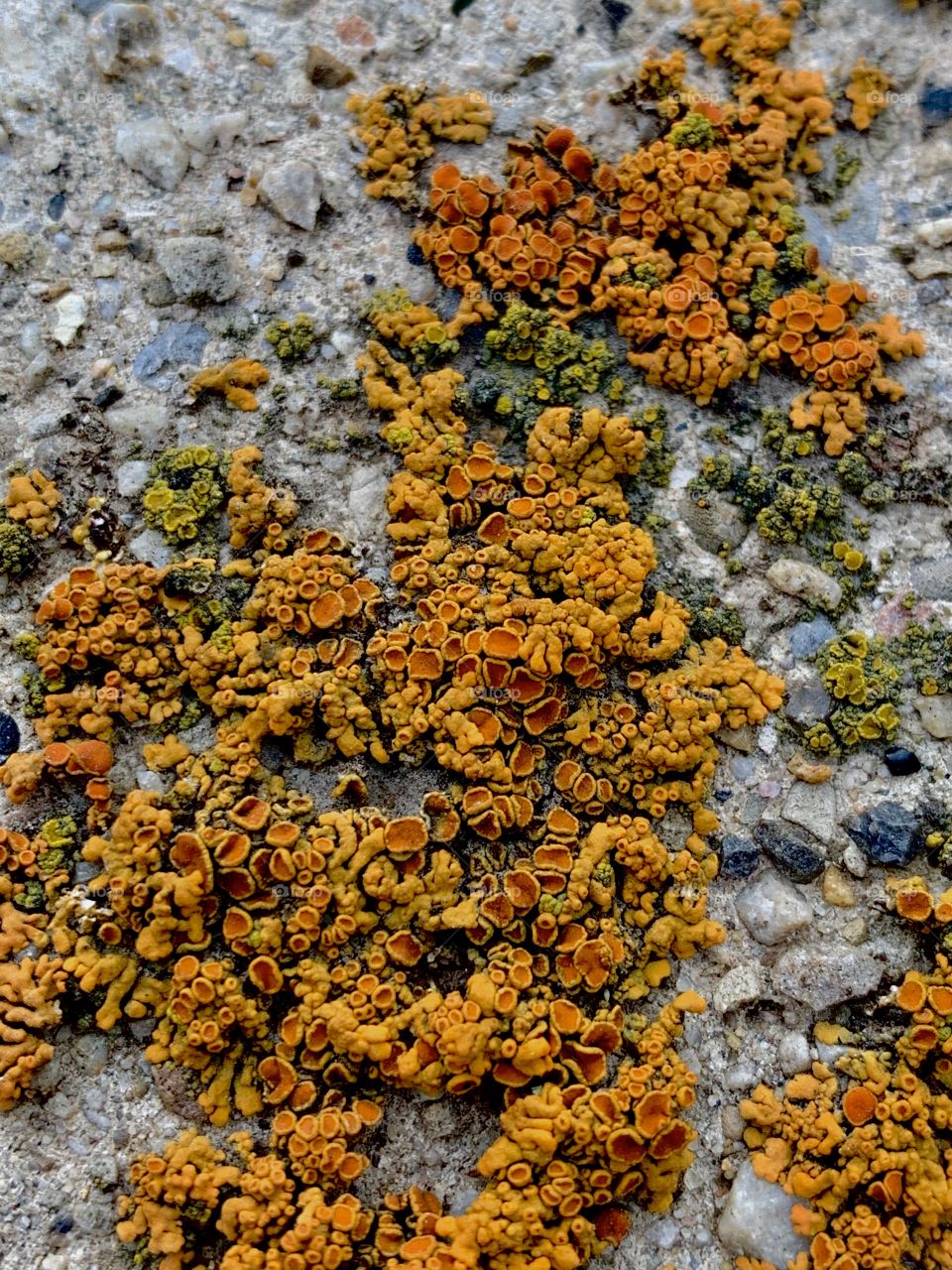 Life grows where life stopped. This moss grows on a stone wall that surrounded a witch’s hut in Memory Grove Park near downtown Salt Lake City. The bright yellows and deep oranges bring life to stone cold wall.