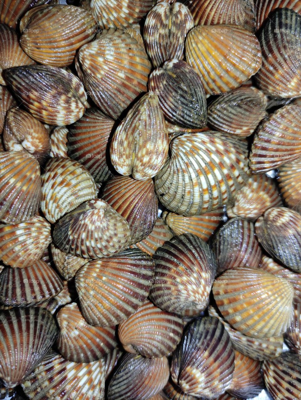 shellfish
