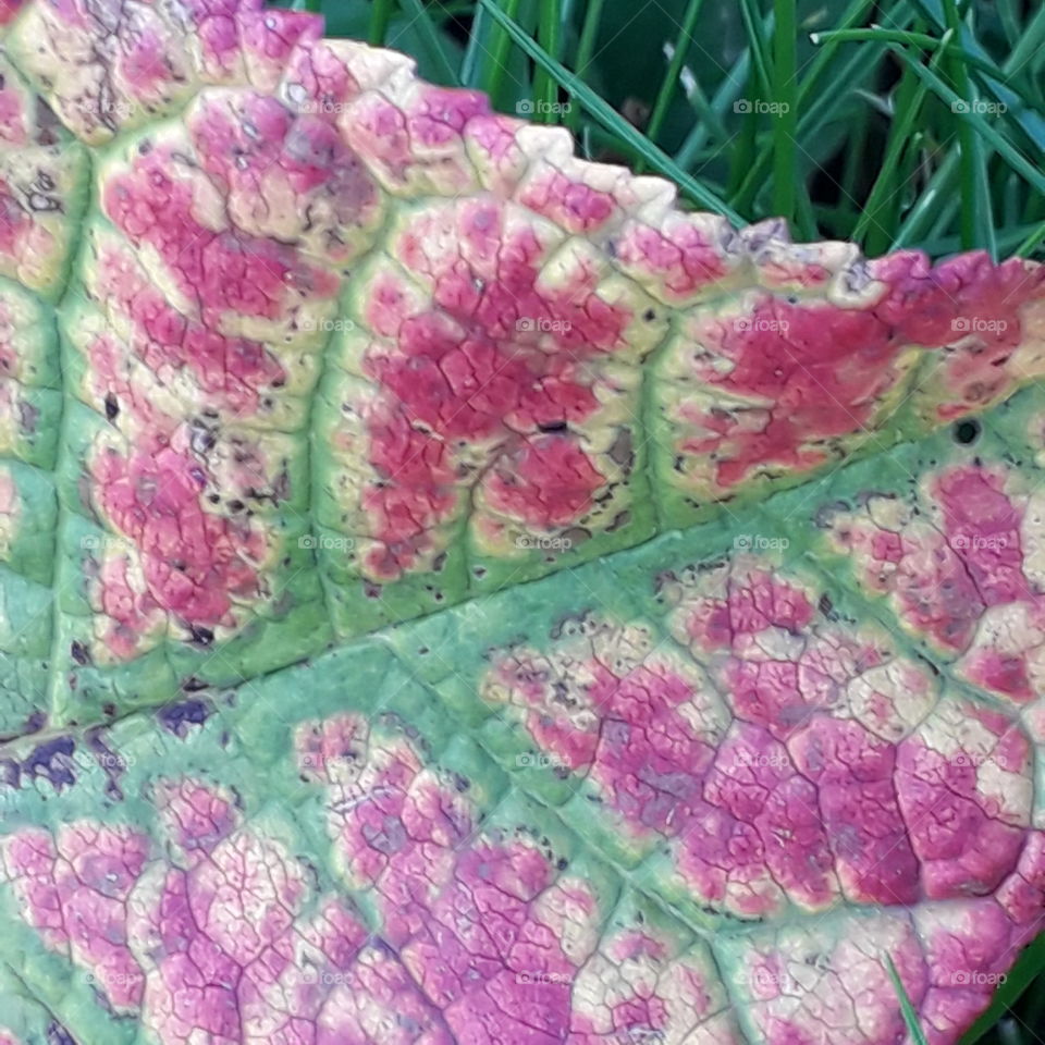 closeup of autumn coloured leaf of wild plum tree