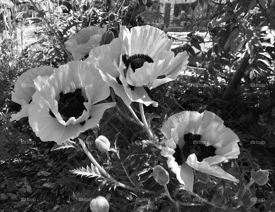 Poppies