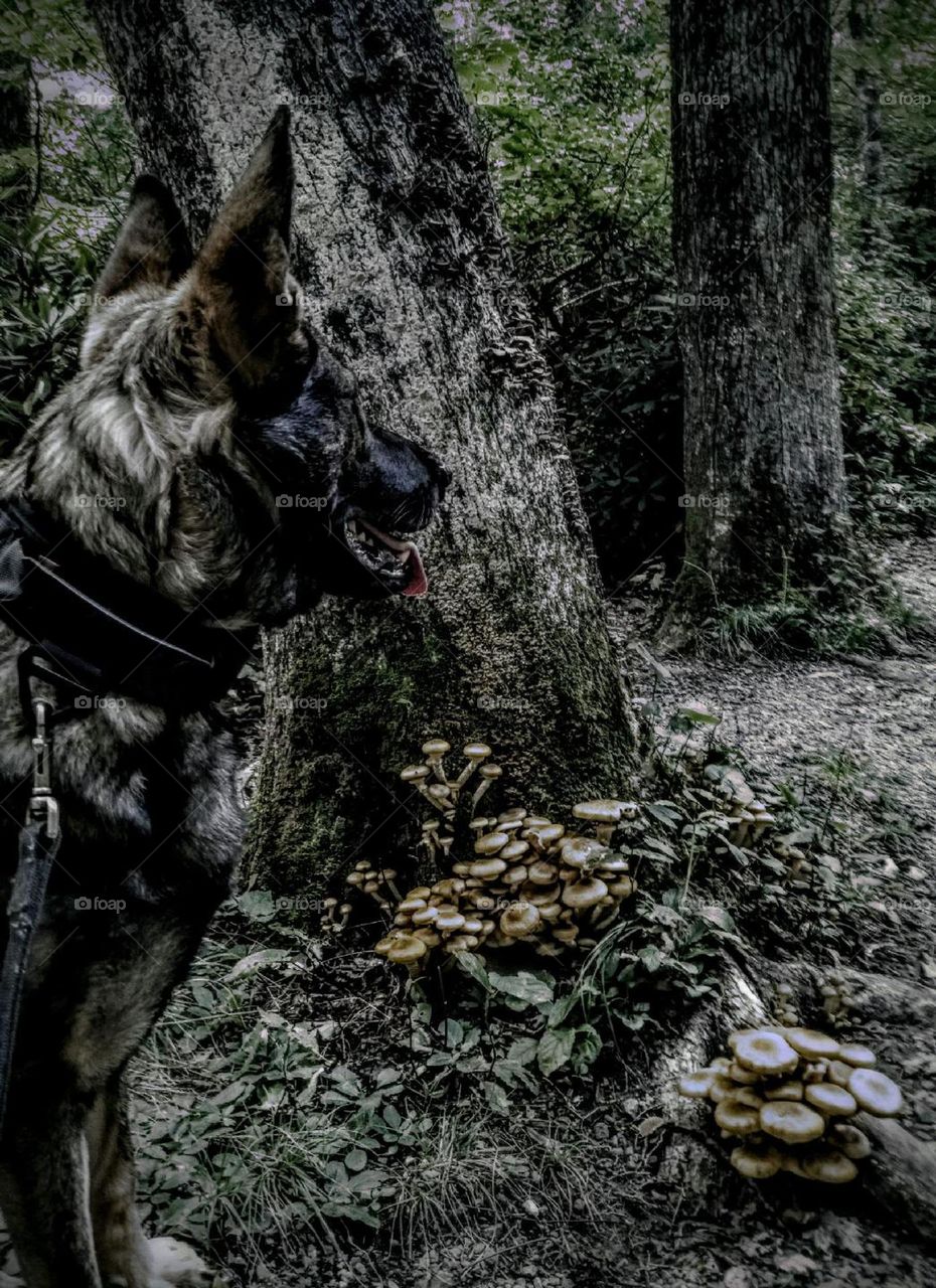 Alternate reality of dog and mushrooms