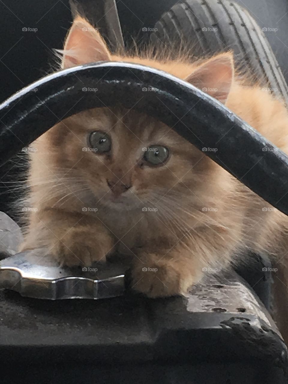 Stray kittens in the yard 