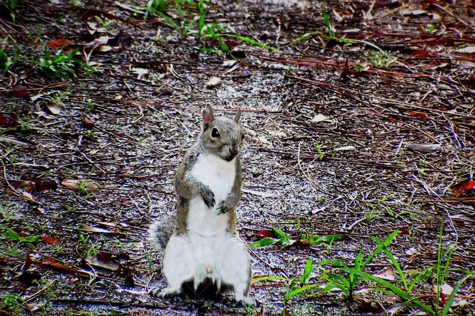 Woodland squirrel.