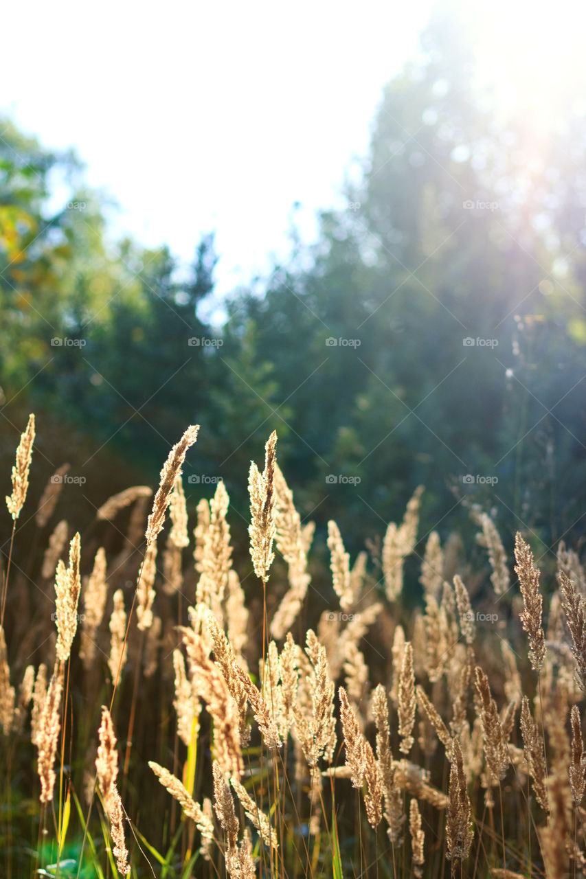 Feather grass growing in the field